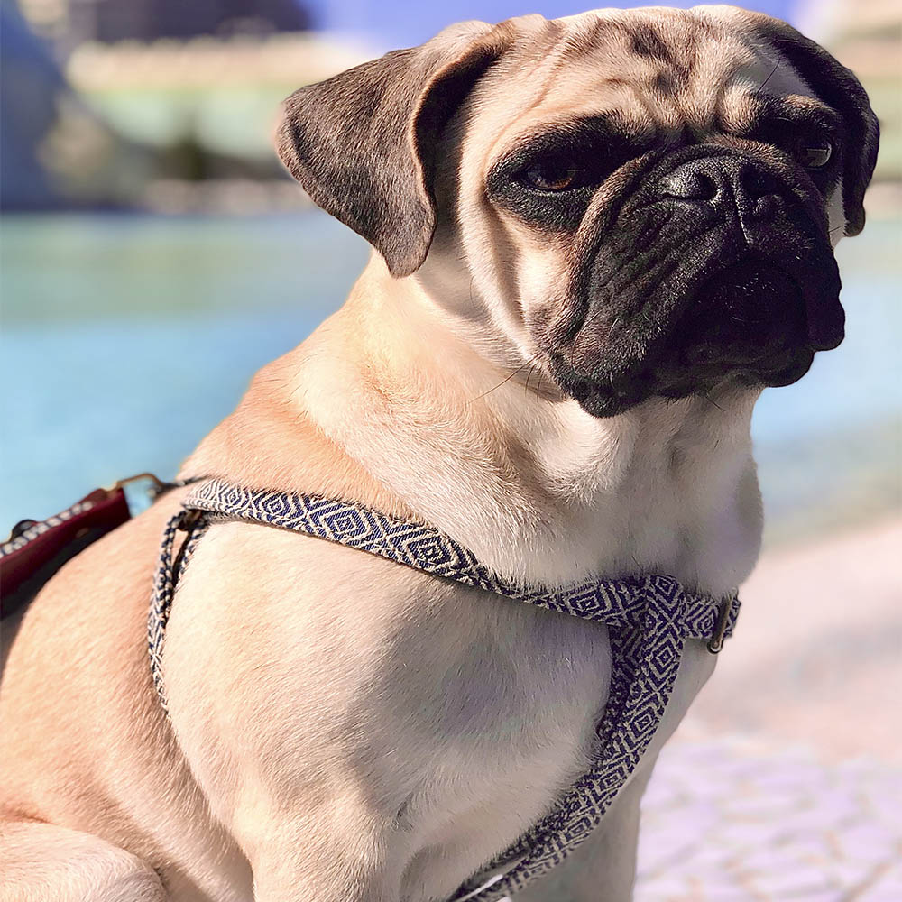 Coleira Dalton feita à mão pela Barking Gaucho para cães