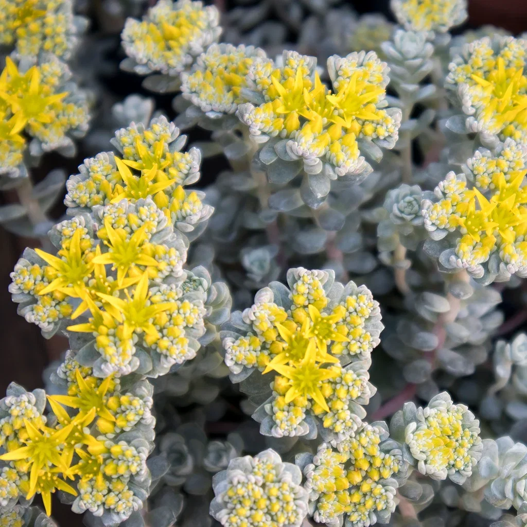 Sedum spathulifolium 'Cape Blanco' Sølvbergknapp  'Cape Blanco' Ø11 cm