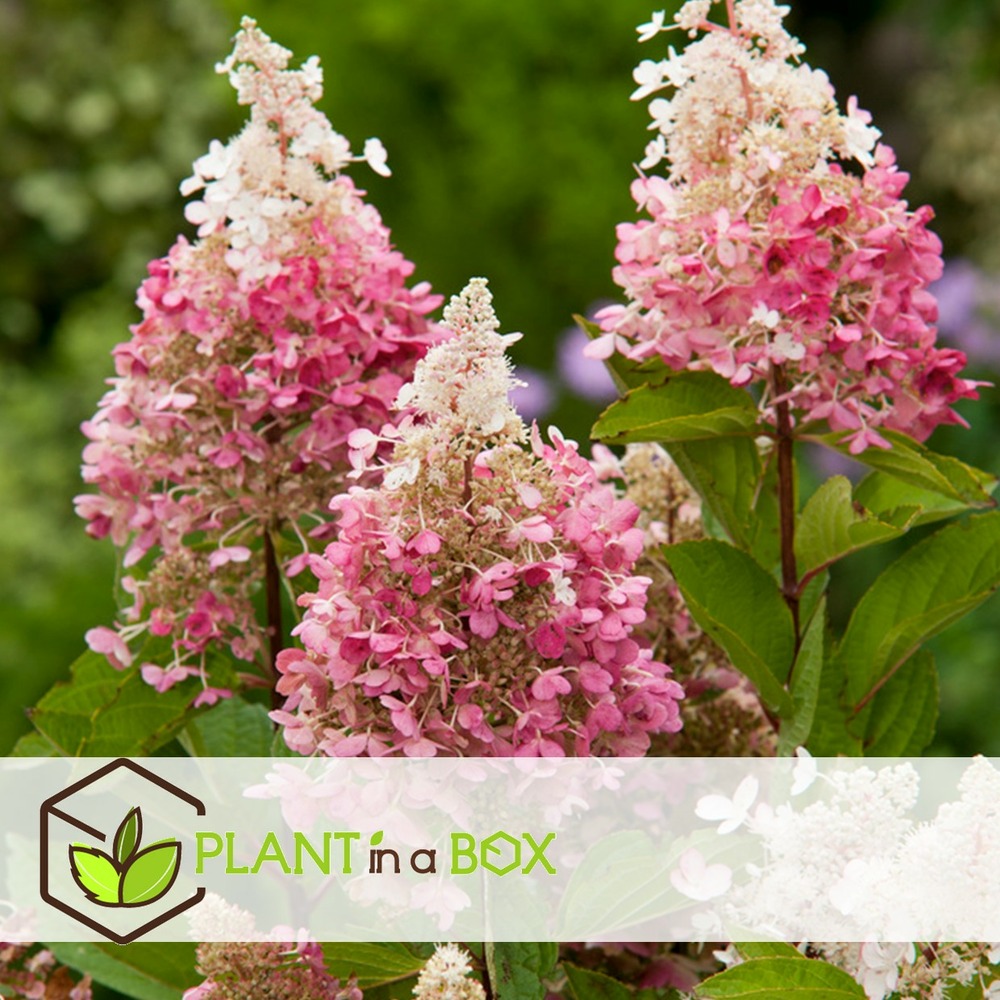 Hydrangea 'pinky winky' - hydrangea - pot 19cm - hauteur 25-40cm