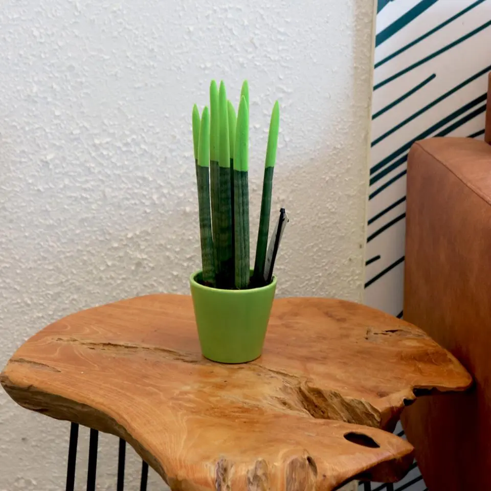 Afrikaanse Speerplant - Sansevieria cylindrica - Hoogte 20-40cm - Pot 9cm