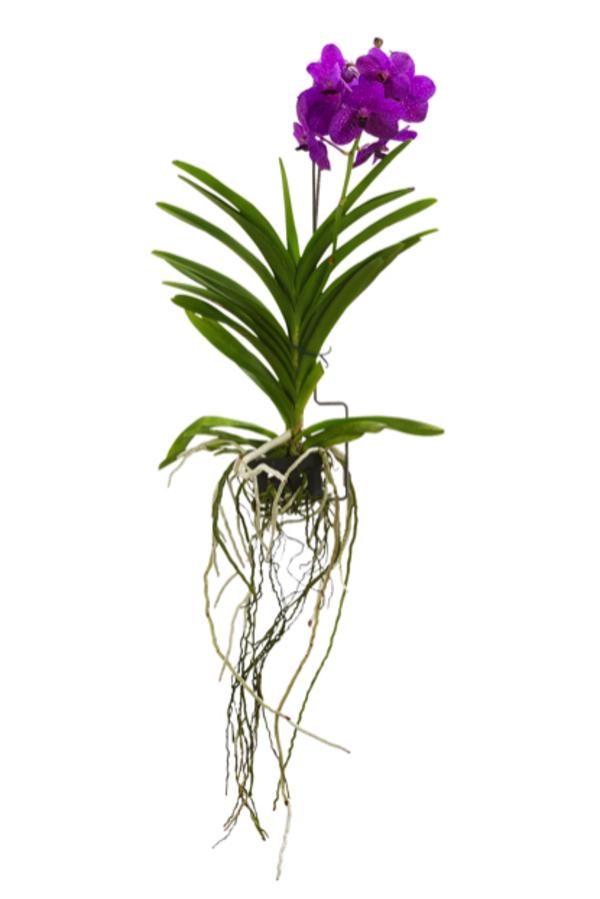 Vanda-Orchidee - Vanda cultivars, inkl.