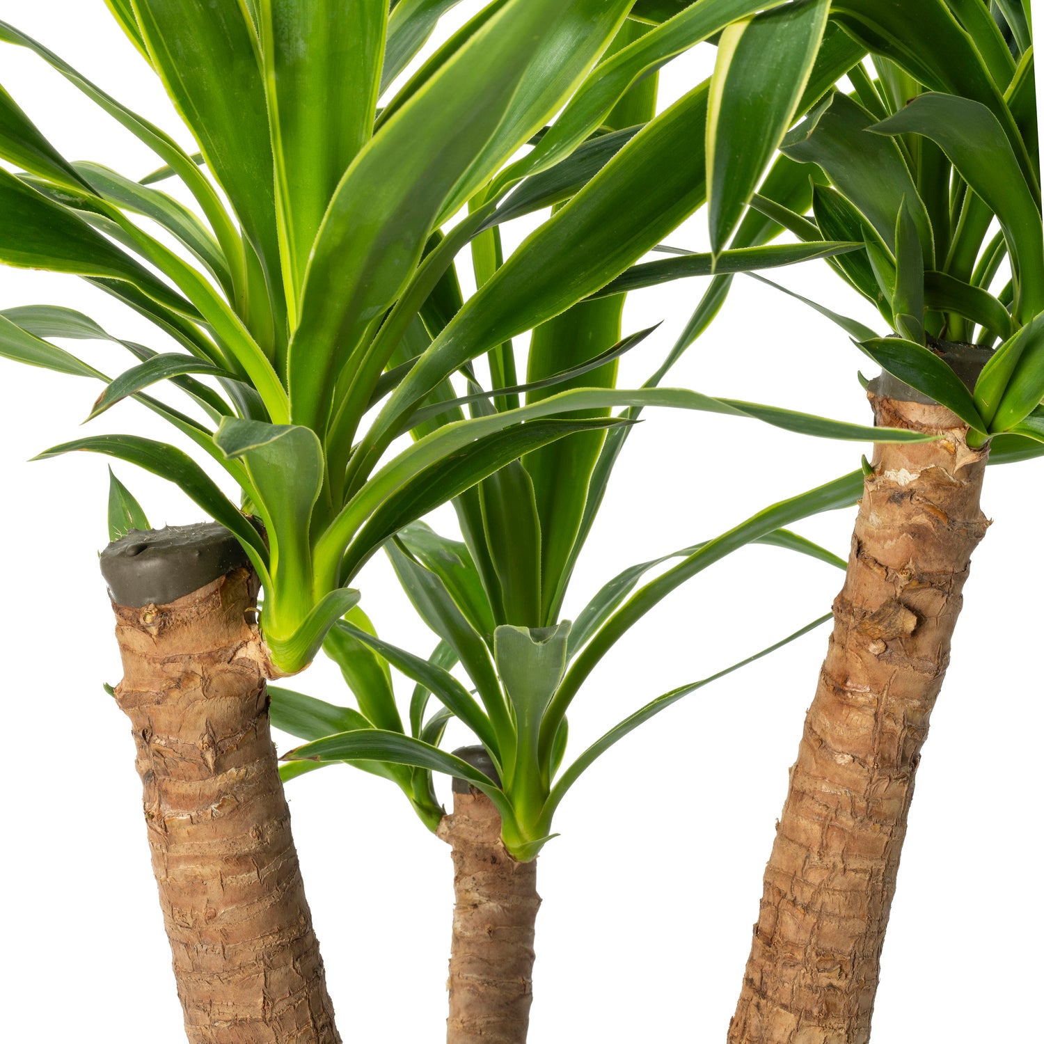 Yucca (Yucca elephantipes 'Puck') D 21 H 70 cm
