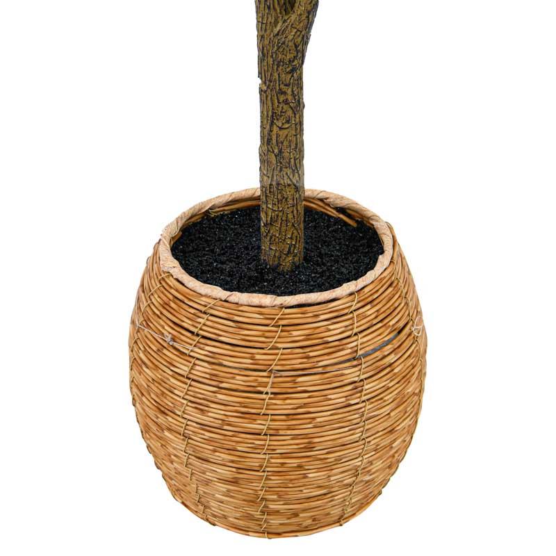 Ficus lirata en pot vert