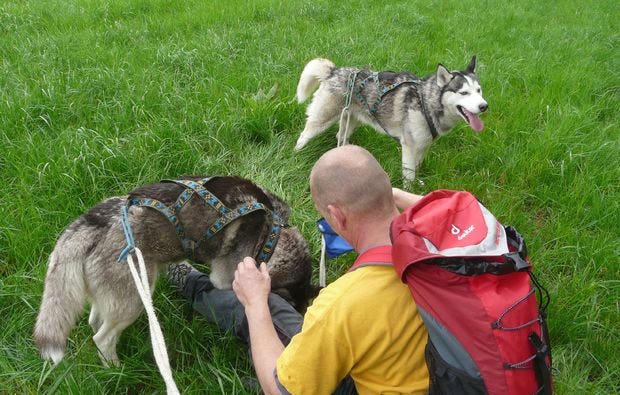 Husky-Trekking in Mödingen als Geschenkidee