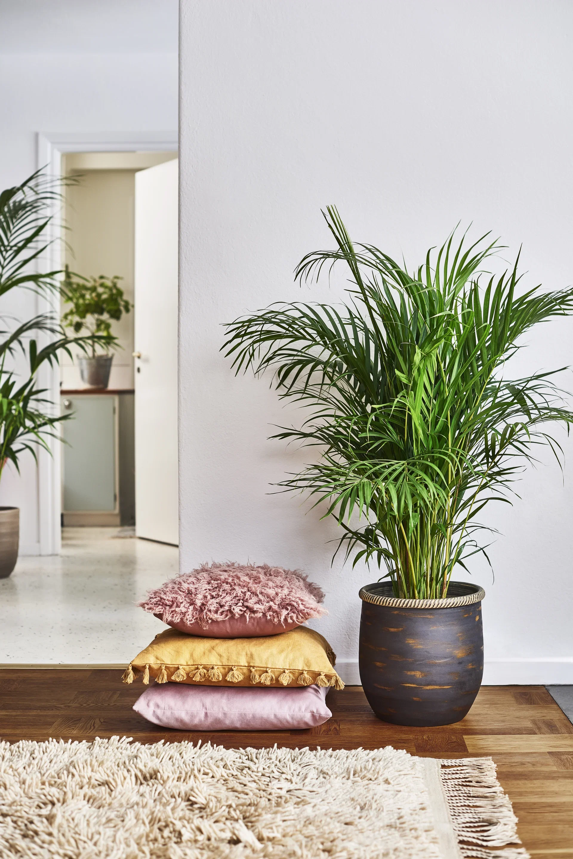Dypsis lutescens Arekapalme Høyde 120 cm