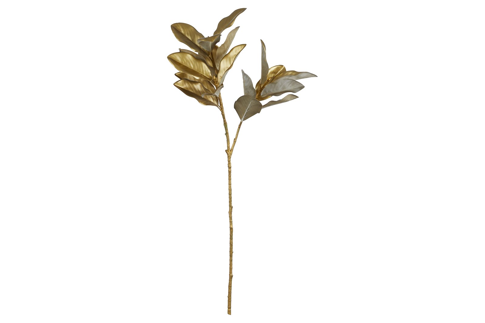 Magnolia kvist Champagne H100 cm
