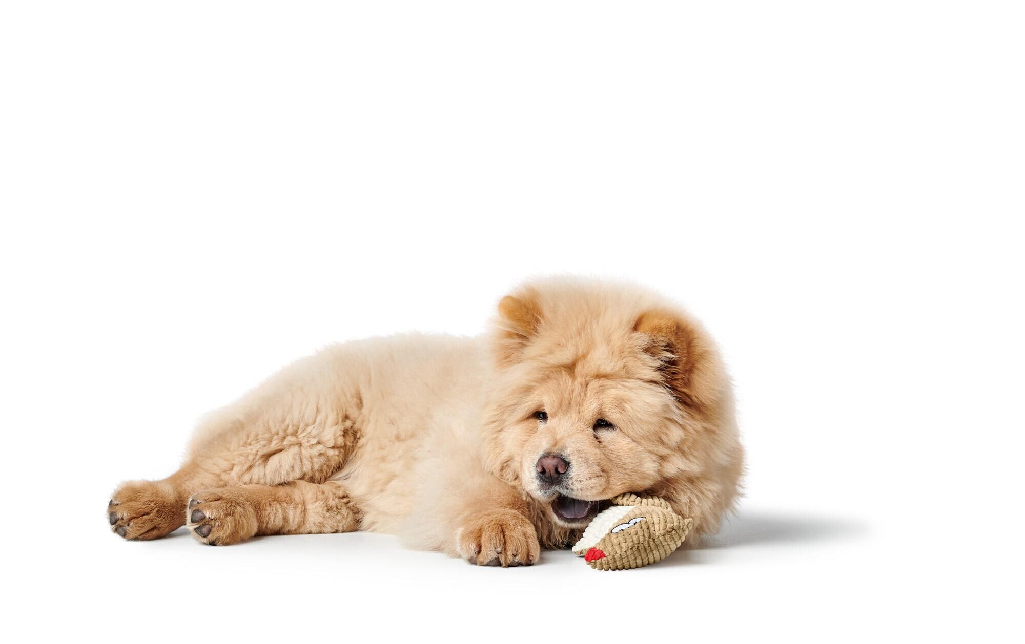 Hunde-Spielzeug Barry Maus, 20 cm, BeigeHundespielzeug