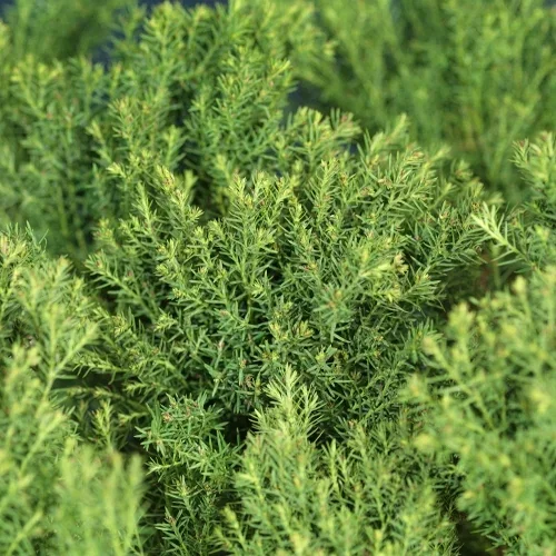 Thuja occidentalis 'Teddy' Tuja 'Teddy' Høyde 15-20 cm