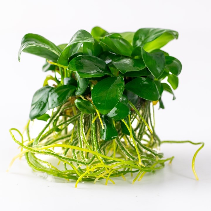 Waterplant Anubias Barteri Nana