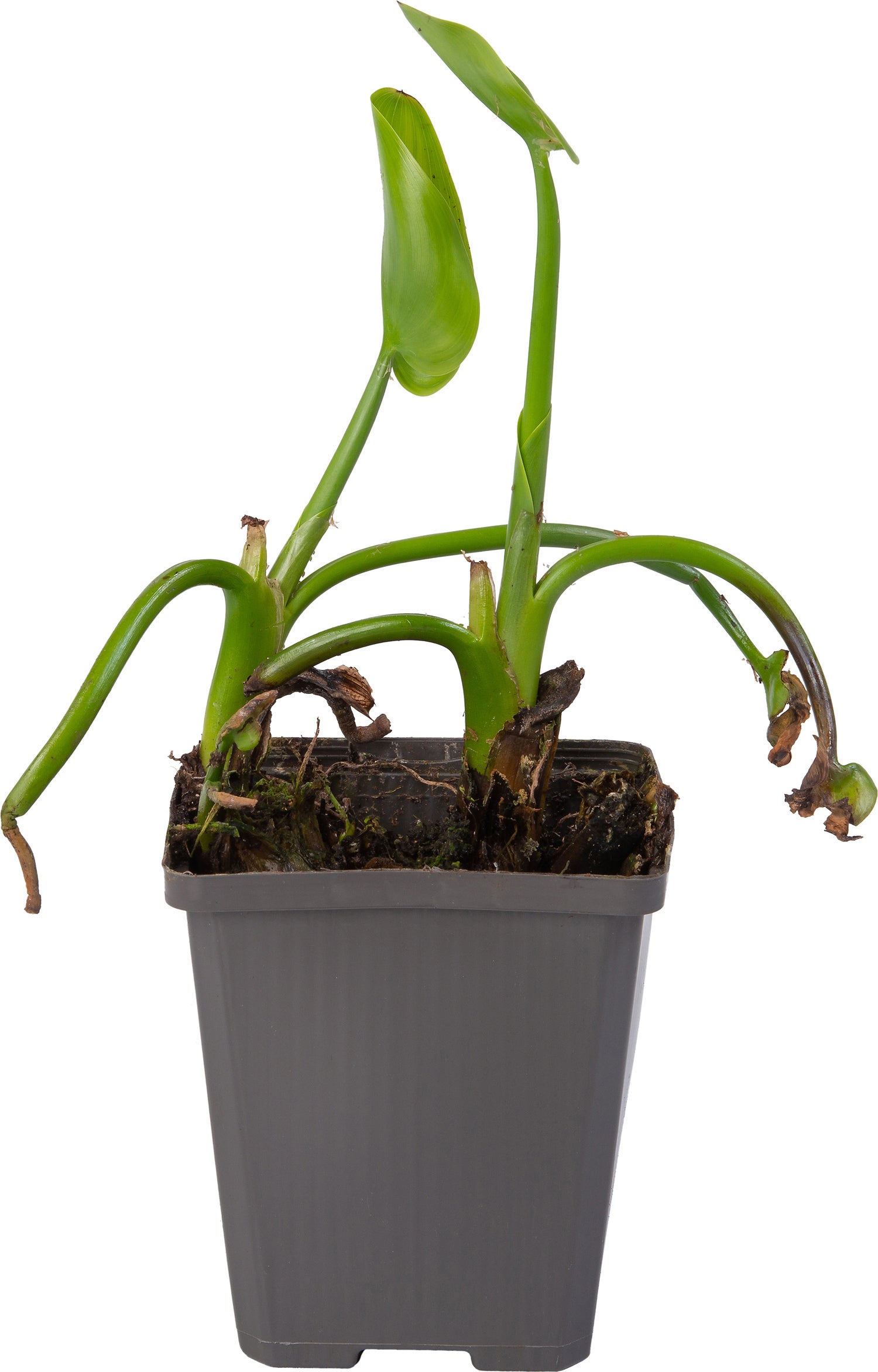 Snoekkruid Blauw (Pontederia cordata) D 9 H 20 cm