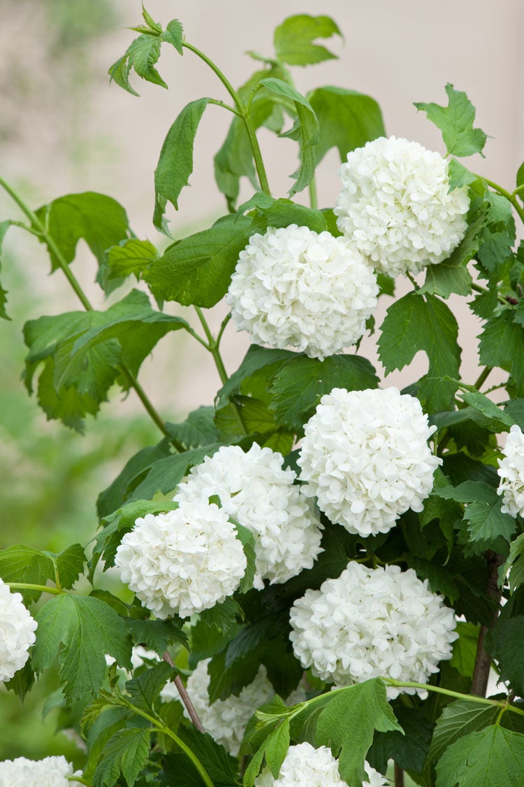 Sneeuwbal (Viburnum opulus 'Roseum') D 24 H 50 cm