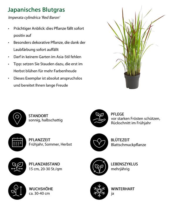 Japanisches Blutgras 'Red Baron'