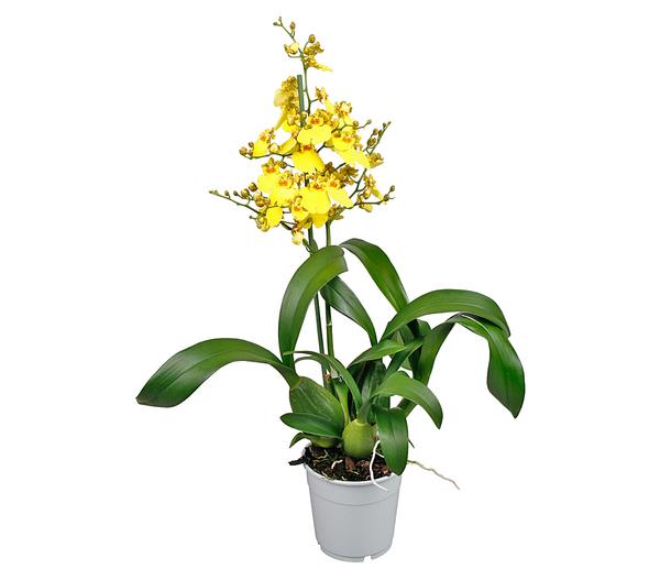 Oncidium Orchidee - Oncidium cultivars 'Sweet