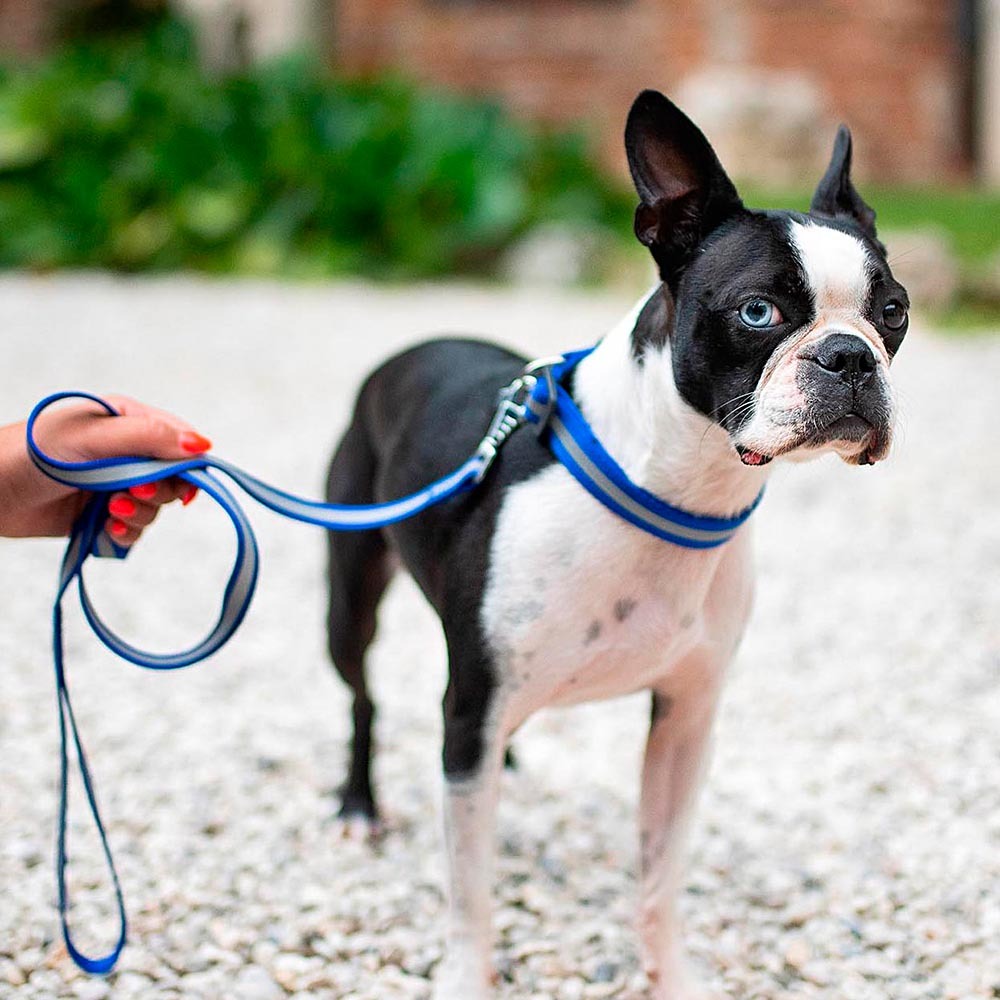 Collier réfléchissant pour chiens club reflex c20/56 en nylon avec boucle magnétique, idéal pour les promenades en soirée