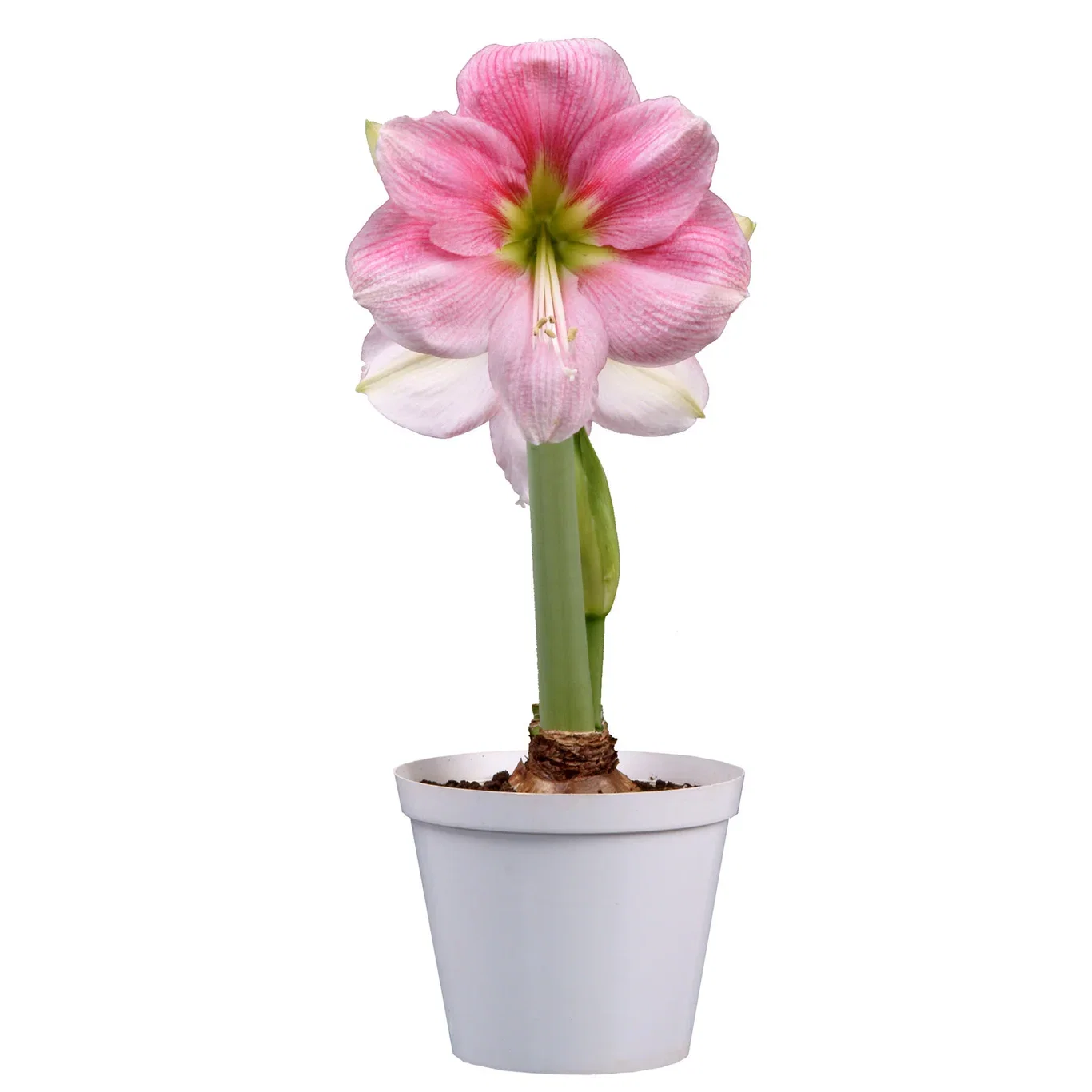 Hippeastrum x hortorum 'Blushing Bride' Amaryllis 'Blushing Bride' Omkrets 32 cm