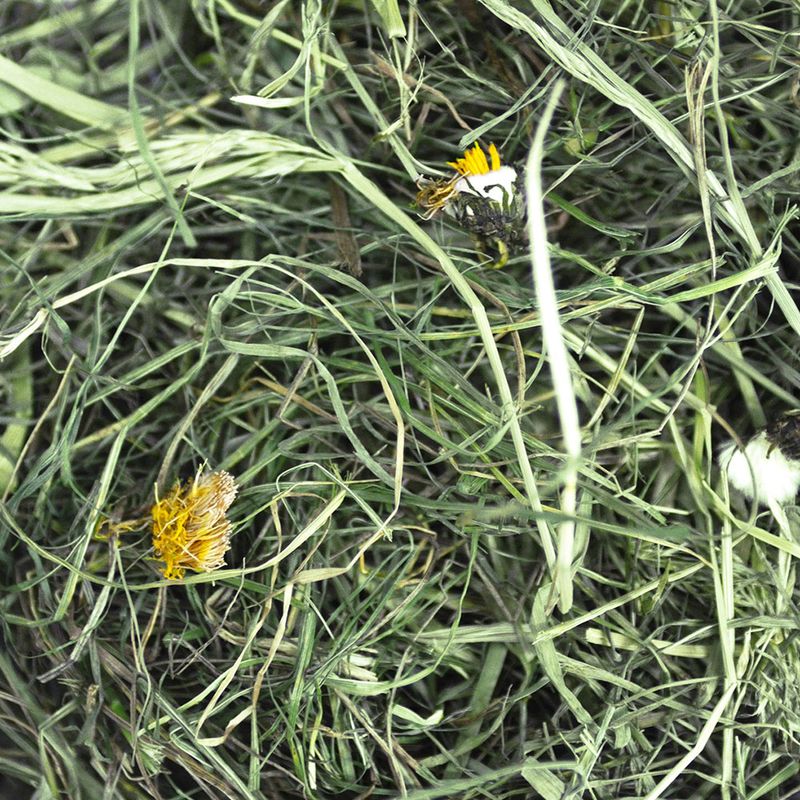 Foin de prairie Chipsi Sunshine Bio Plus  ✓ pas cher