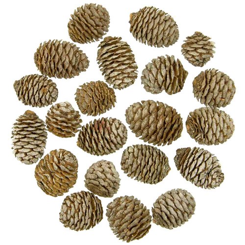 Têtes de leucadendron - 250 grammes