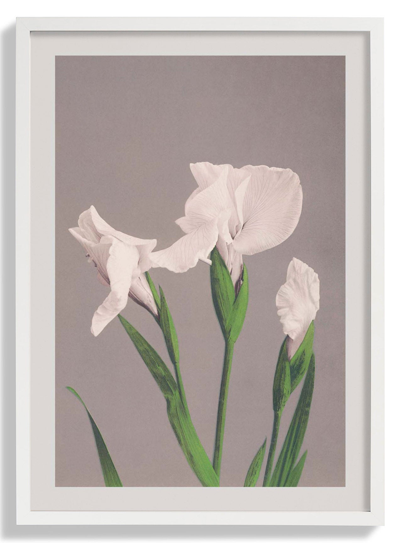 Weiße Iris von Ogawa Kazumasa