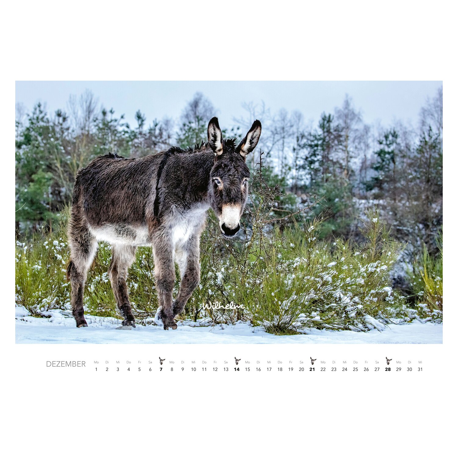 Kalender Esel  - 2025