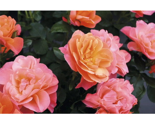 Floribunda Roos 'Sugar Candy' FloraSelf Rosa 'Sugar Candy' Co 3.5 L