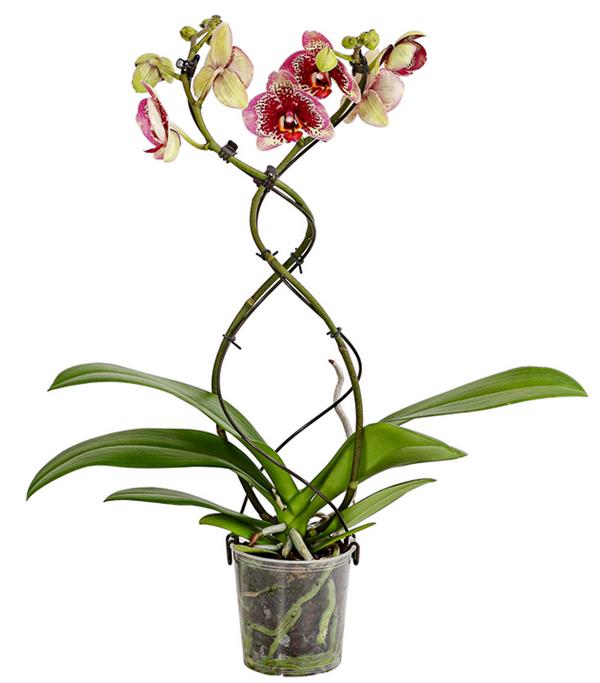Schmetterlingsorchidee - Phalaenopsis