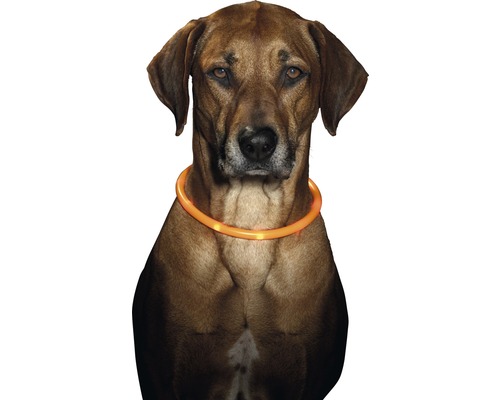 Karlie LED buishalsband, 70 cm, oranje