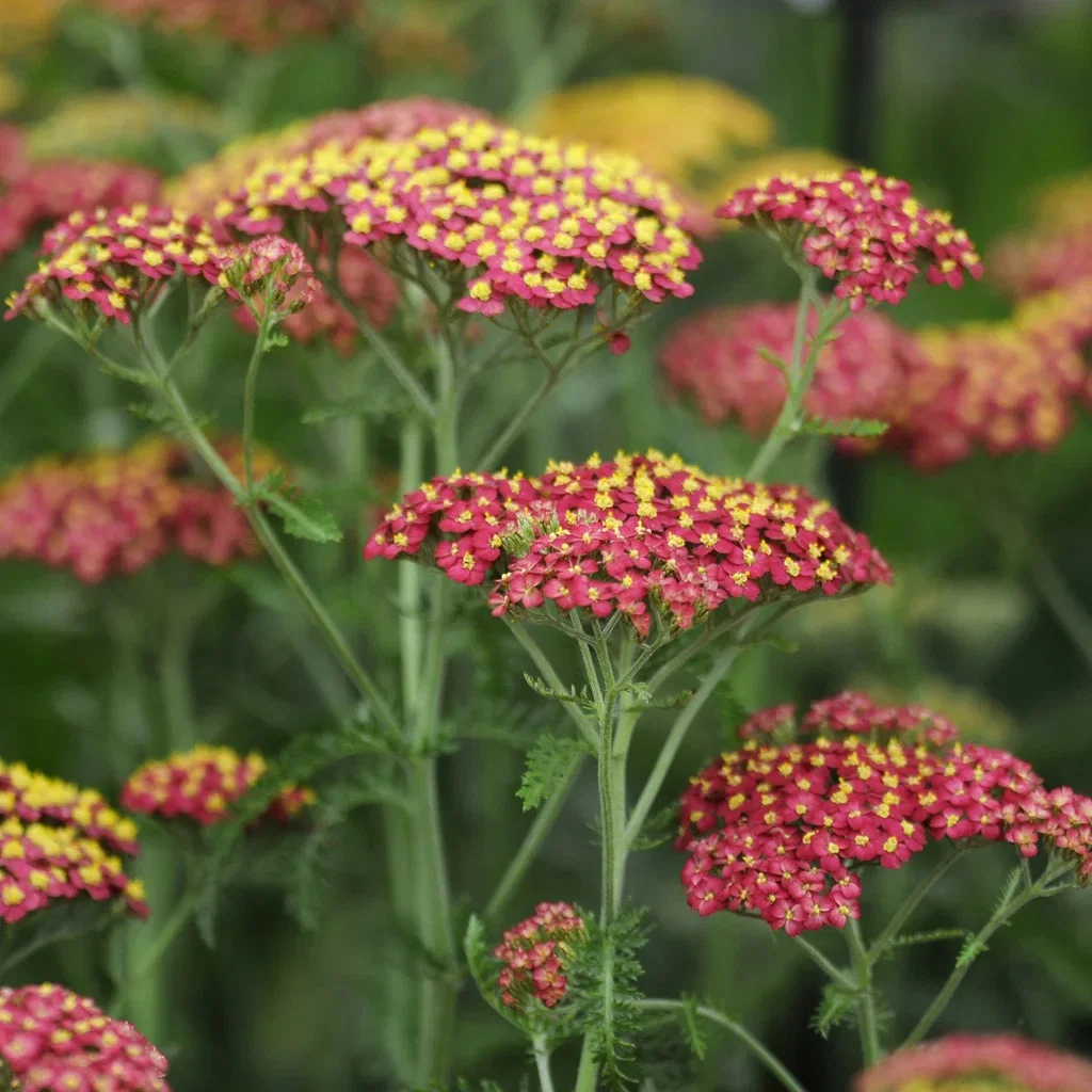 Achillea mill. 'Paprika' Ryllik 'Paprika' Ø11 cm