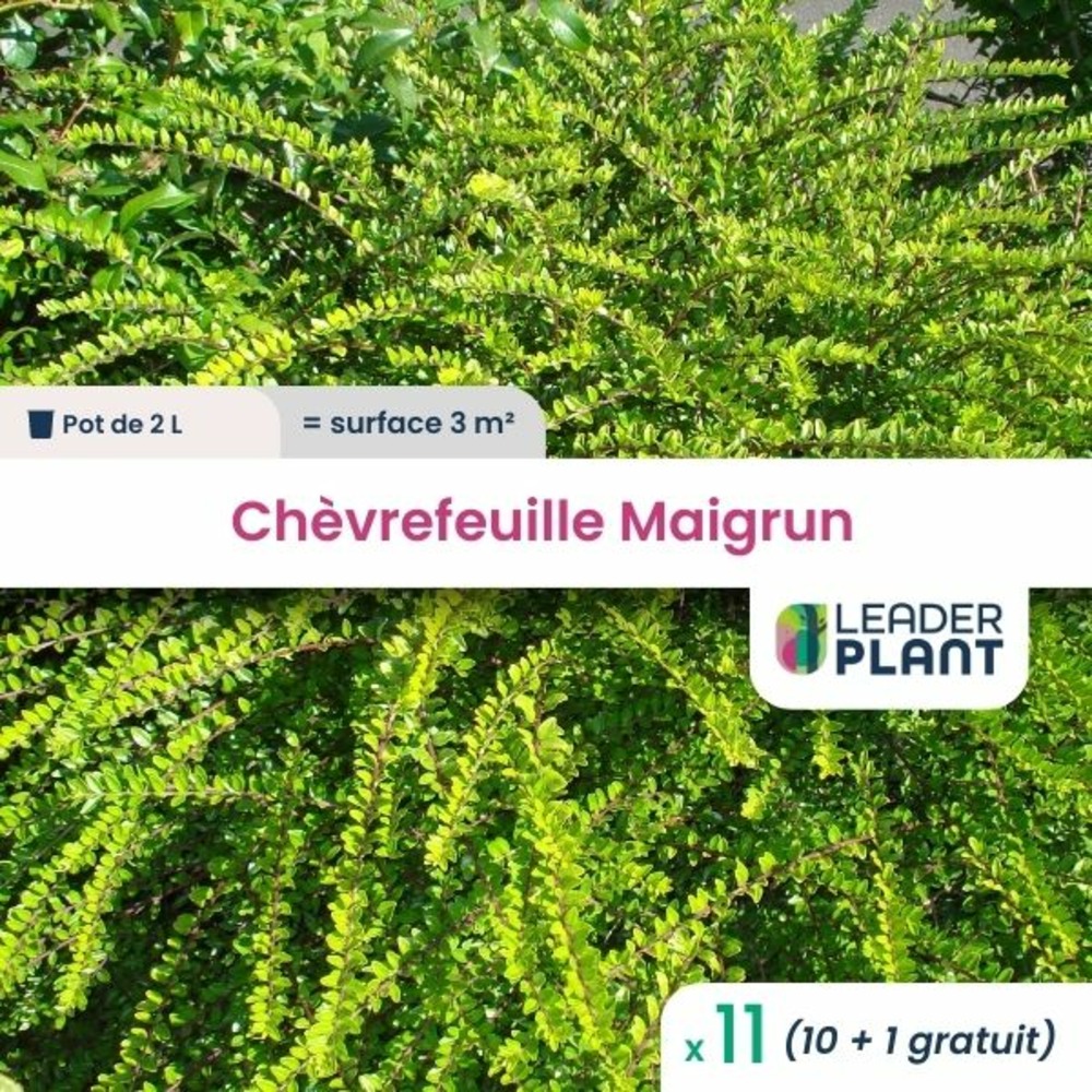 11 x chèvrefeuille maigrun en pot de 2 l