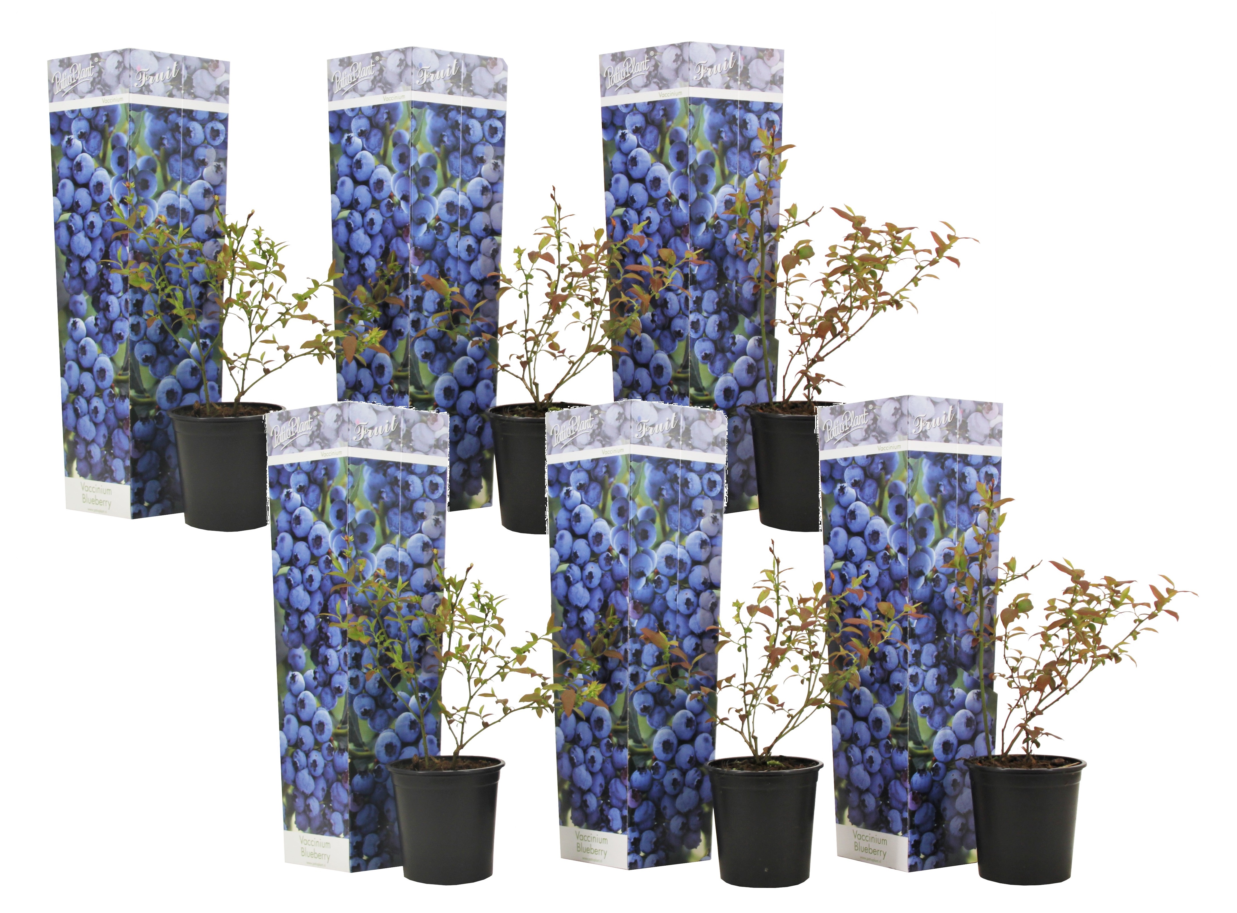 Blueberry sunshine blue - set de 6 - plante à baies - pot 9cm - hauteur 25-40cm