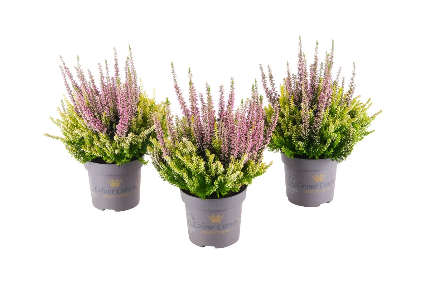 Calluna vulgaris (Beauty Ladies Series) 'Colour Crown' Røsslyng BEAUTY LADIES 'Color Crown' i skål Ø12 cm