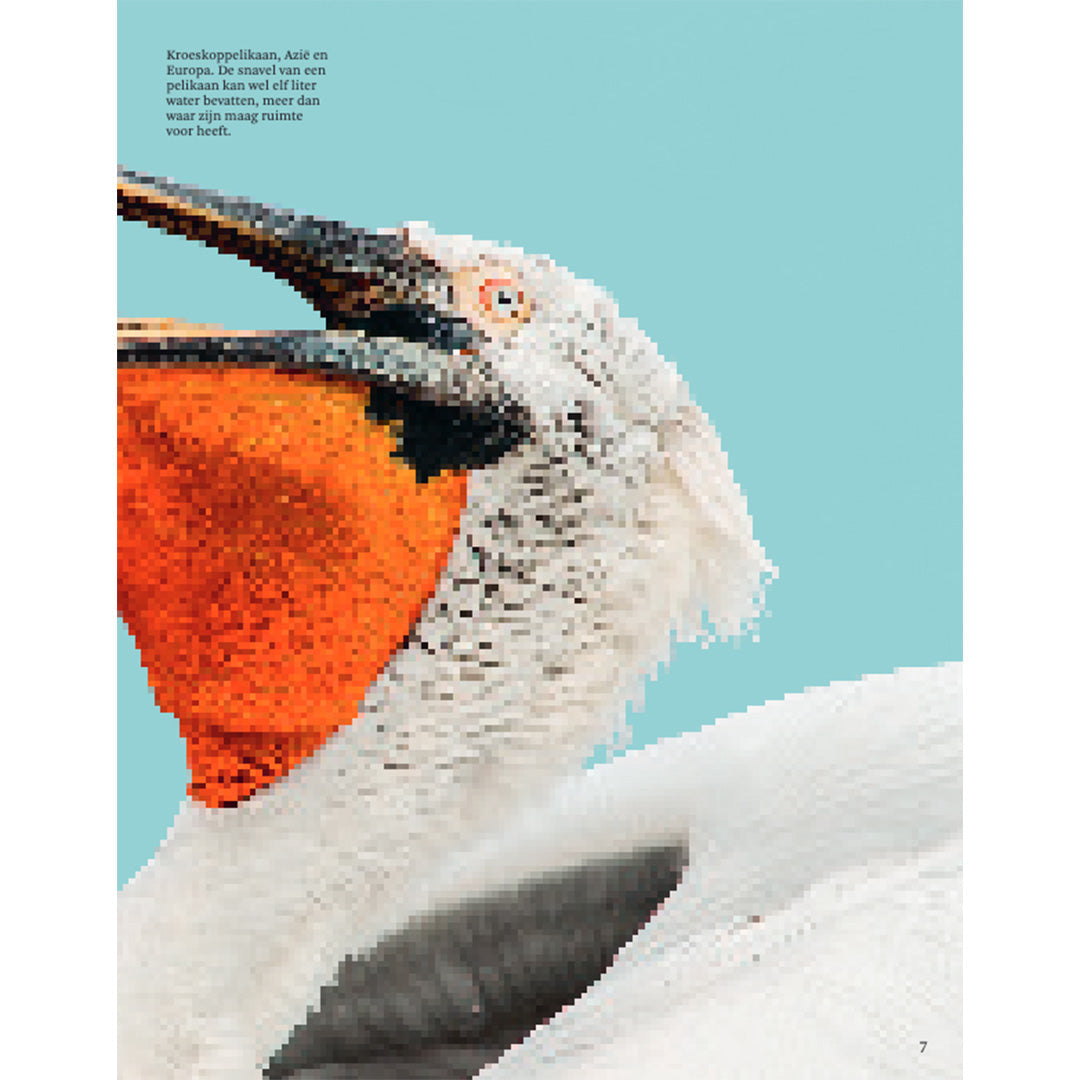Uitgeverij lannoo het dikke boek van alle bijzondere vogels