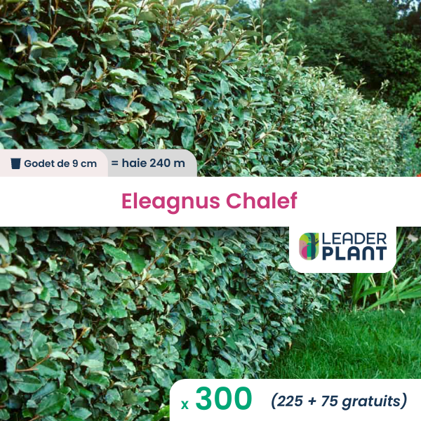 300 x eleagnus ebbingei, chalef en godet