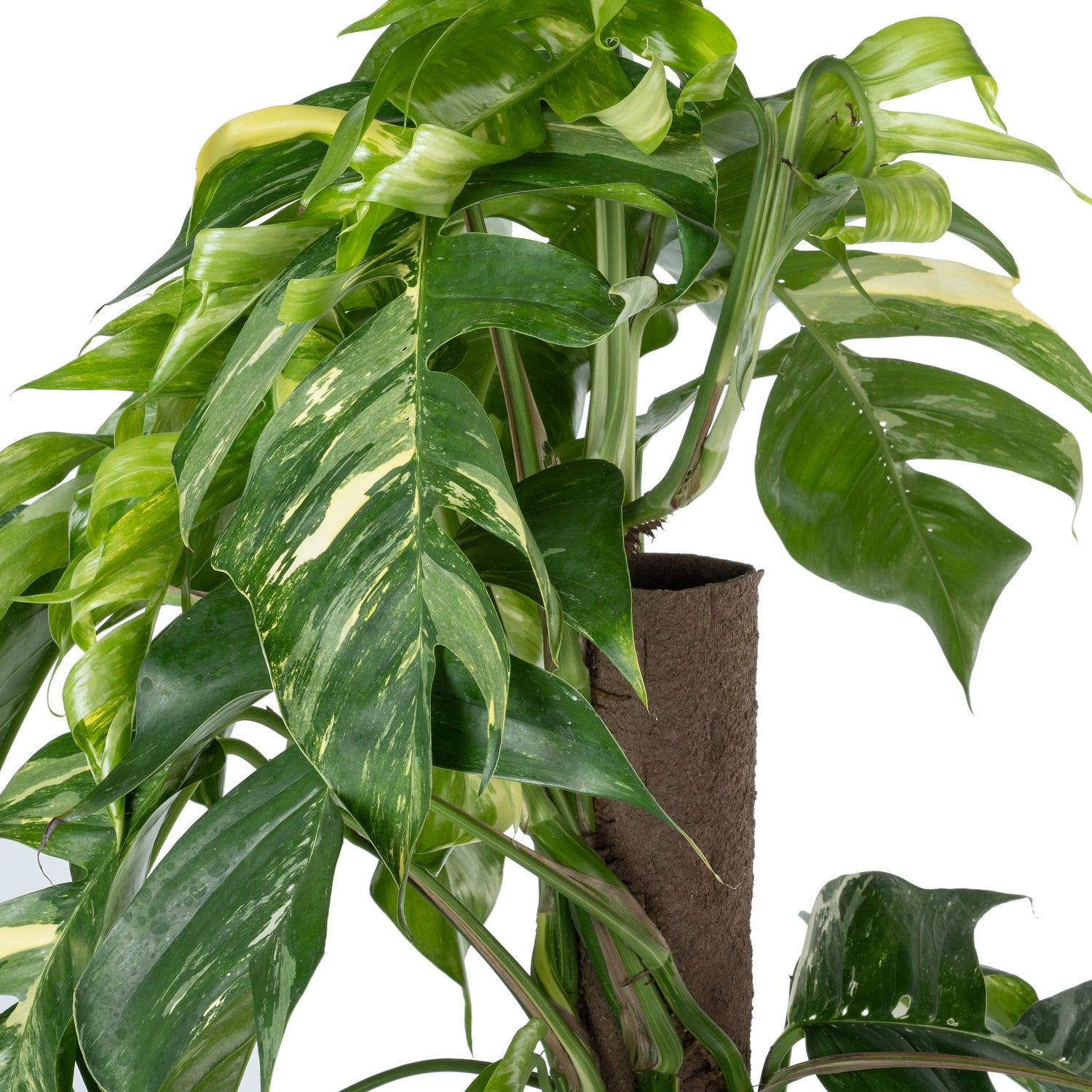 Drakenklimop op duurzame klimstok (Epipremnum pinnatum 'Albo Variegata') D 24 H 125 cm