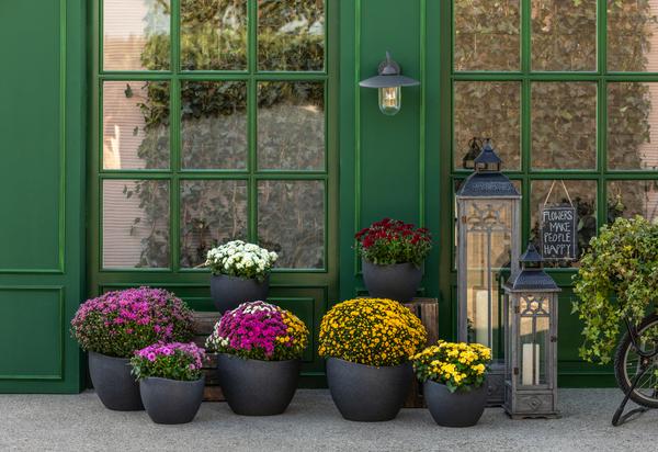 Garten Chrysanthemen-Trio