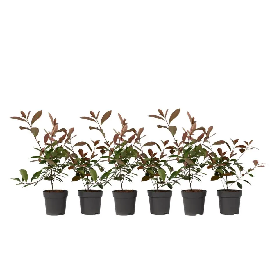 Glansmispel - Set van 6 - Photinia fraseri 'Red Robin' - Hoogte 30-40cm - ⌀17cm