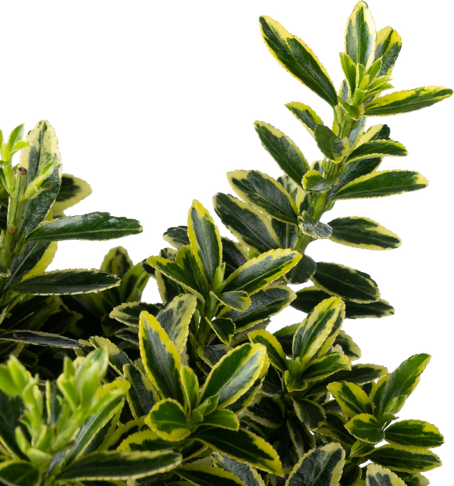 Japanse Kardinaalsmuts (Euonymus japonica 'Microphyllus Aureomarginata') D 19 H 25 cm