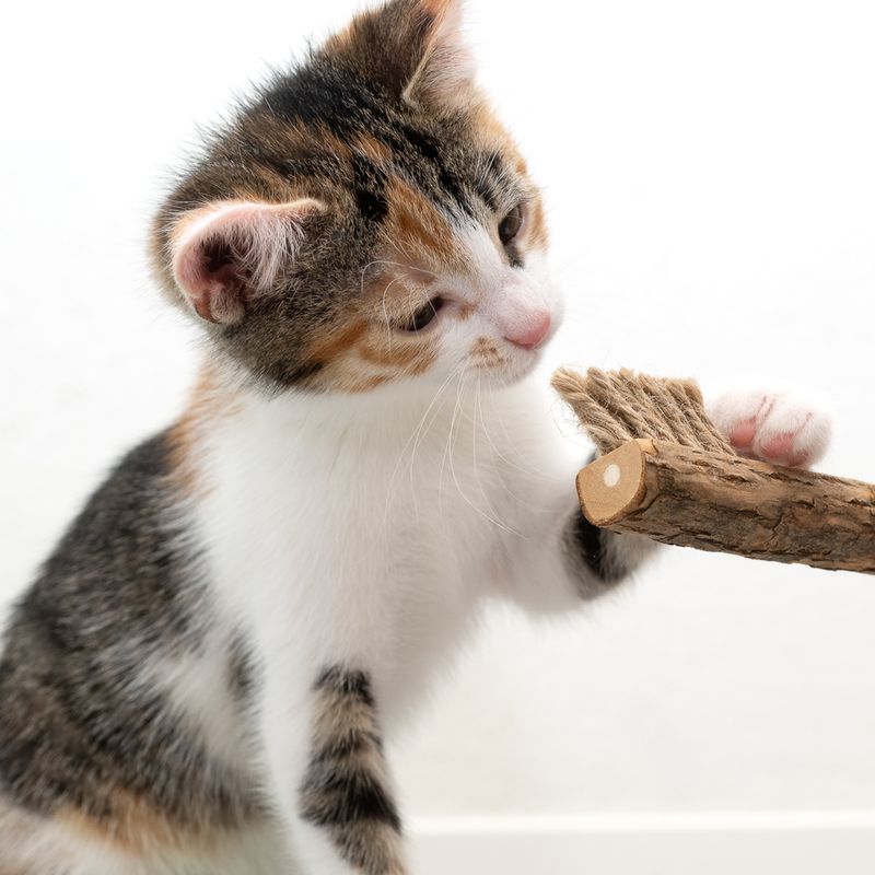 Jouet Modern Living Colombo Brosse à dents au matatabi pour chat