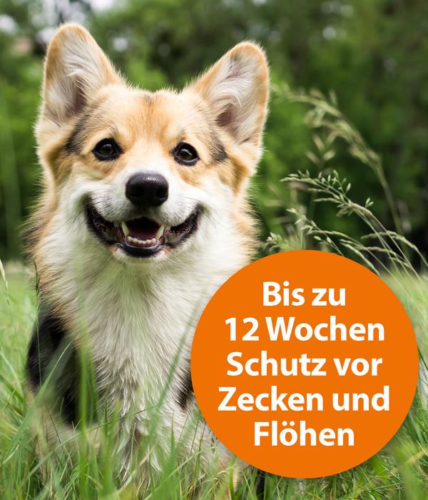 ARDAP® Zecken- und Flohschutz Spot-On für