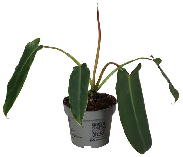 Baumfreund - Philodendron spiritus sancti