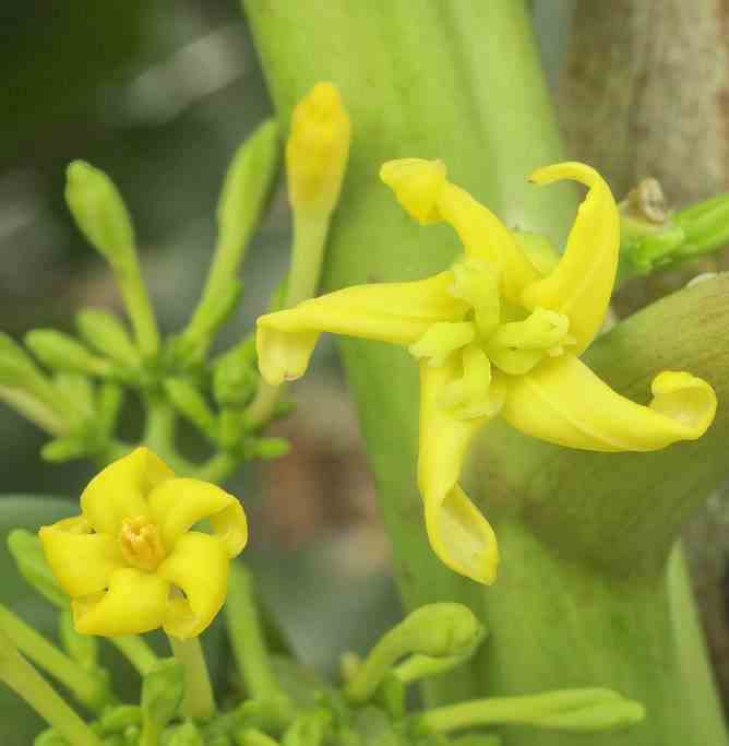 Carica pentagona (syn. Carica × heilbornii var. Pentagona) babaco taille pot de 50 litres ? 180/200 cm - jaune