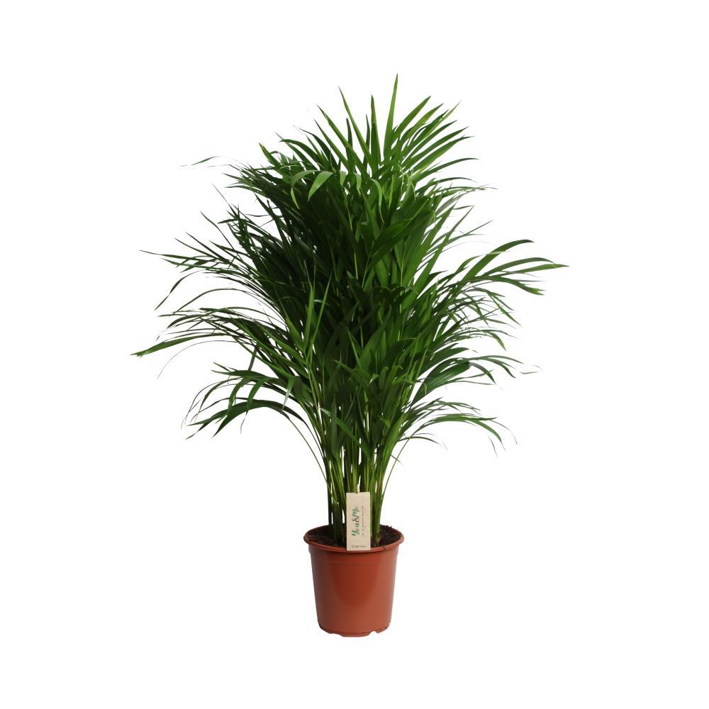 Plante d'intérieur - dypsis lutescens 100.0cm
