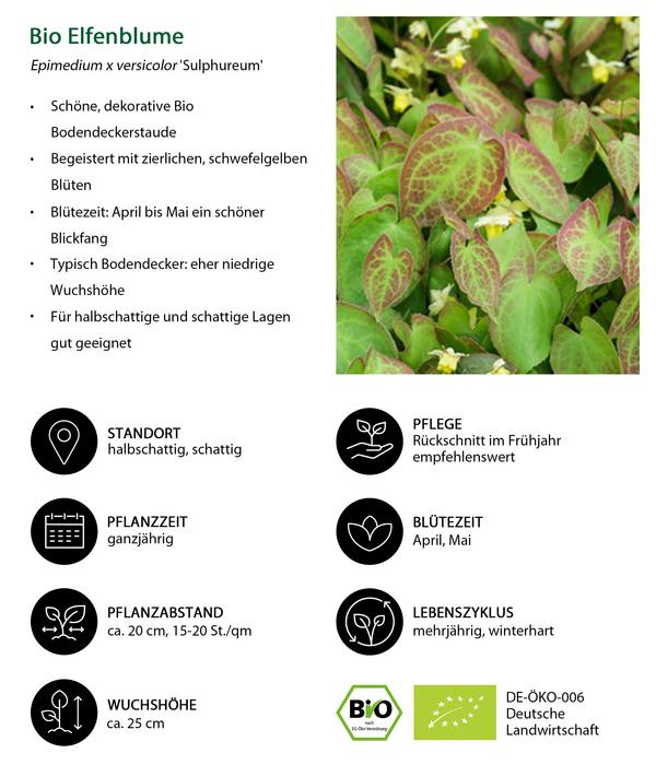 Bio Stauden-Set Blühendes Frühjahr im