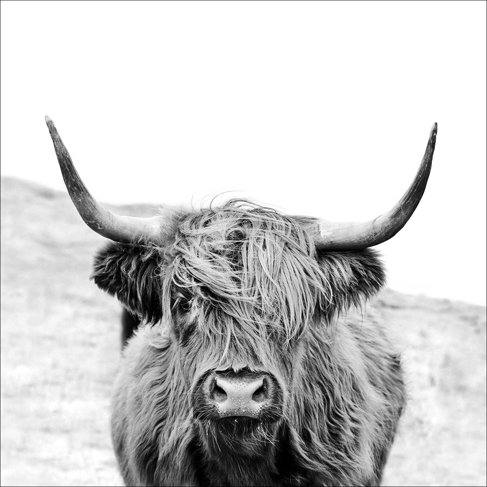 PRO ART Bild SCOTTISH HIGHLAND CATTLE 30 x 30 cm schwarz / weiß / grau