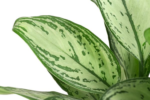 Kolbenfaden - Aglaonema 'Maria', Hydrokultur