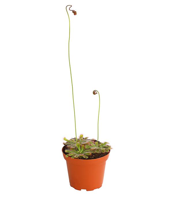 Sonnentau - Drosera aliciae