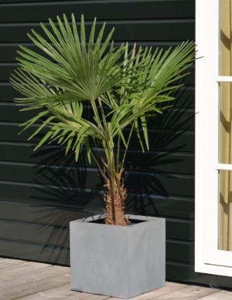 Plantenpot El Salvador grey L60 x B60 x H60cm