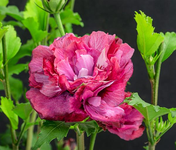 Hibiskus 'Maike' - Garten-Eibisch