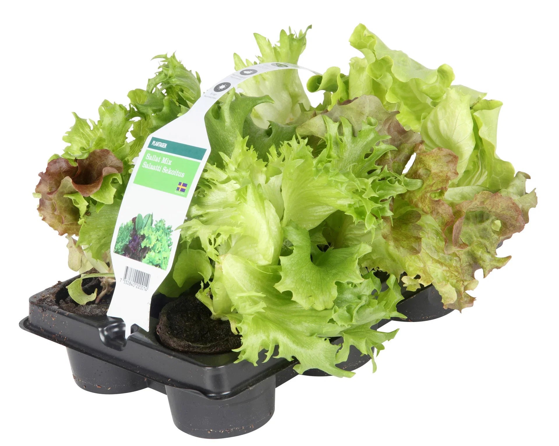 Ready Lactusa 6-pack Salat 6 pk