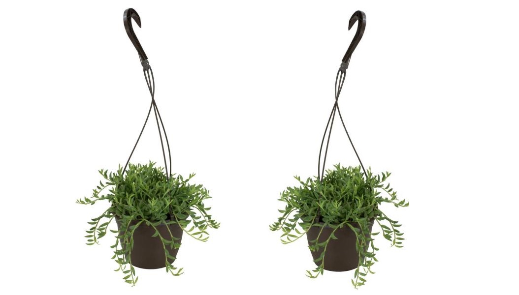 Senecio radicans - set de 2 - banana-string - pot 12cm - hauteur 10-20cm