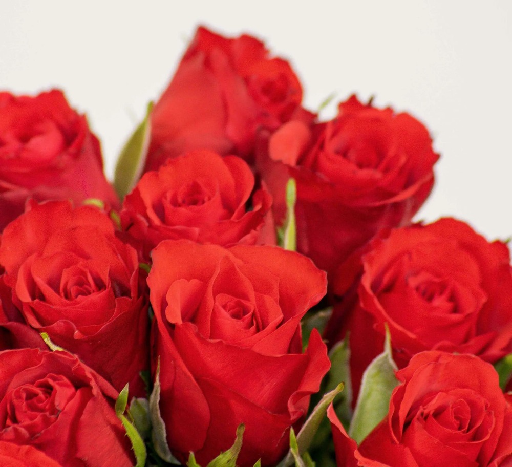 Bouquet de roses rouges